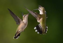  Burung Kolibri Adalah Satu-Satunya Burung yang Bisa Terbang Mundur