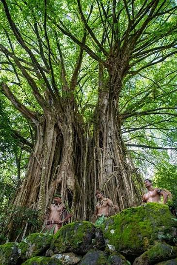 Pohon beringin tua berlubang di batang namun tetap rimbun hijau.