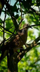 Rindangnya daun beringin yang jadi tempat berteduh burung dan hewan kecil.