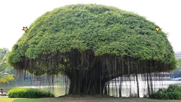 Beringin: Pohon yang Berumur Ribuan Tahun